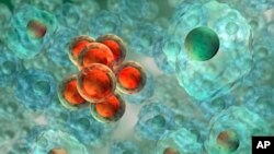 Cancer cells in red and nearby health cells as seen under a microscope. 