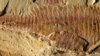 The dorsal view of the 7-centimeter long fossil was found in sediments dating back 520 million years ago in what today is China’s Yunnan province. (Credit: Xiaoya Ma) 
