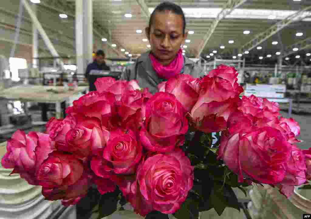 A worker prepares roses for packing ahead of Valentine&#39;s Day, at a flower plantation in Tabio, Cundinamarca department, Colombia.