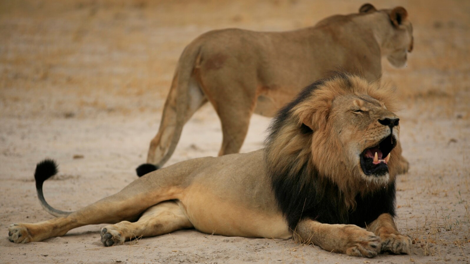 This handout picture taken on October 21, 2012 and released on July 28, 2015 by the Zimbabwe National Parks agency shows a much-loved Zimbabwean lion called "Cecil" which was allegedly killed by an American tourist on a hunt using a bow and arrow, the Zim