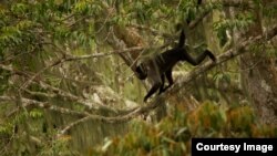  In Capturing Nature's Majesty, Film Makes Case for Its Survival
