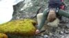 This peat moss formation (Polytrichum strictum) was found in ice-free patches on the Antarctic Peninsula. (Credit: British Antarctic Survey)