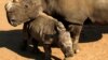 Namibia Considers Withdrawal from Wildlife Convention Unless Rhino Trade Eased