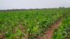 Plantação de milhões nas Pedras Negras 
