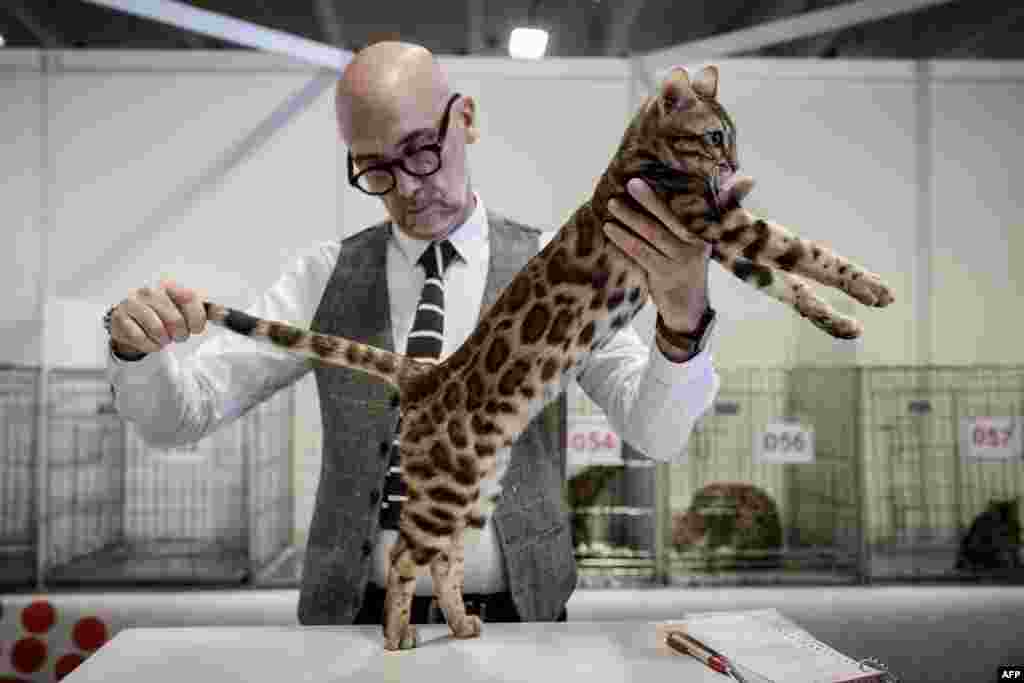 A man evaluates a Bengal cat during the Paris Animal Show in Paris, France. 