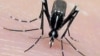 The Asian tiger mosquito, an invasive, disease-carrying pest, may spread to new areas as a result of global warming. The mosquito breeds faster in warmer temperatures. It's a known carrier of the Chikungunya virus. (AP Photo/Jim Newman, University of Flo